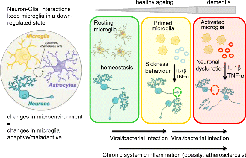 Microglia and macrophages of the central nervous system: the ...