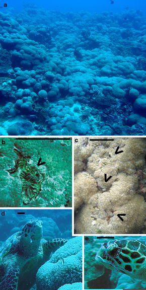 hawksbill sea turtle predators hawksbill sea turtle predators
