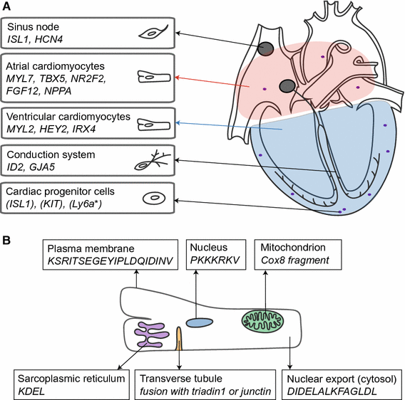 Cardiac using light to monitor cardiac physiology