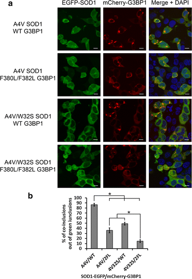 ALS mutant SOD1 interacts with G3BP1 and affects stress granule ...
