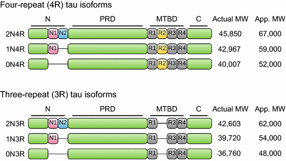 Roles of tau protein in health and disease | SpringerLink