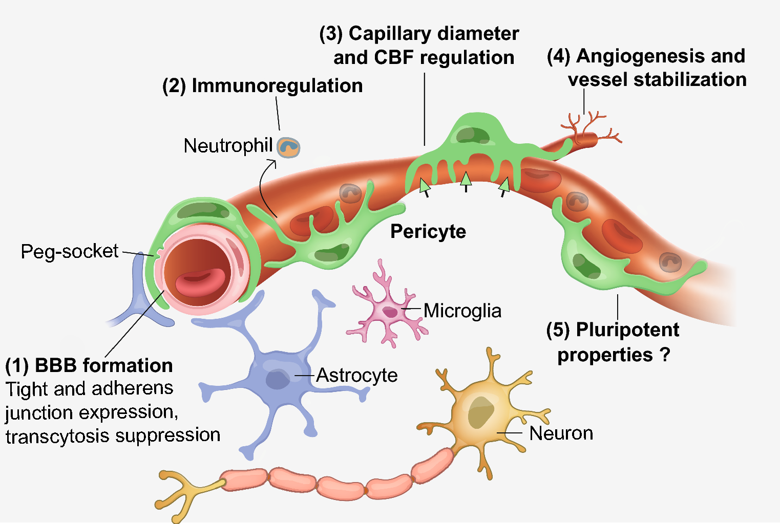 Targeting pericytes for therapeutic approaches to neurological