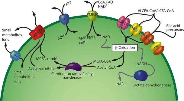 The peroxisome: an update on mysteries | SpringerLink