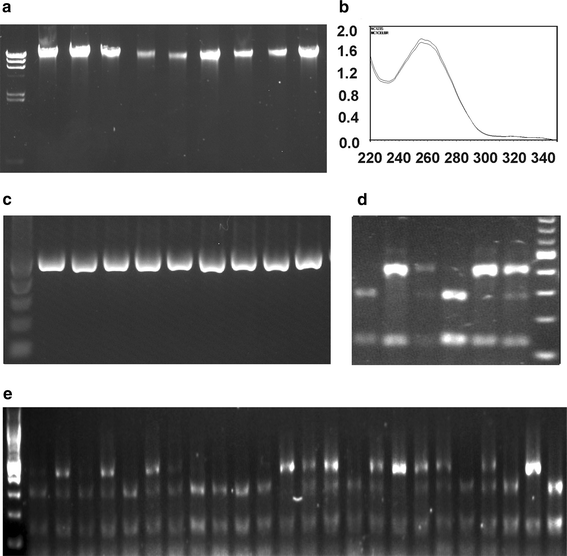 A novel plant DNA extraction method using filter paperbased 96well