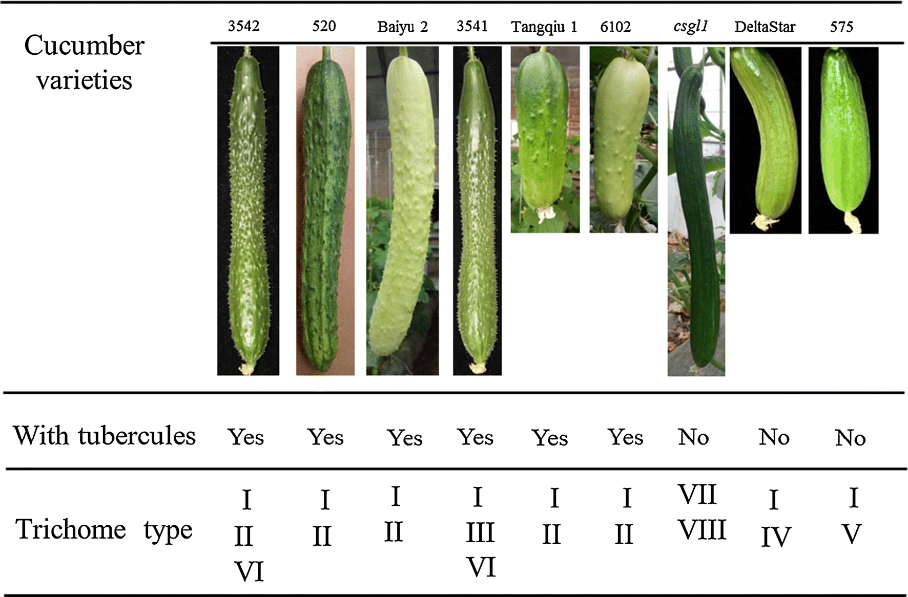 Classification of fruit trichomes in cucumber and effects of plant