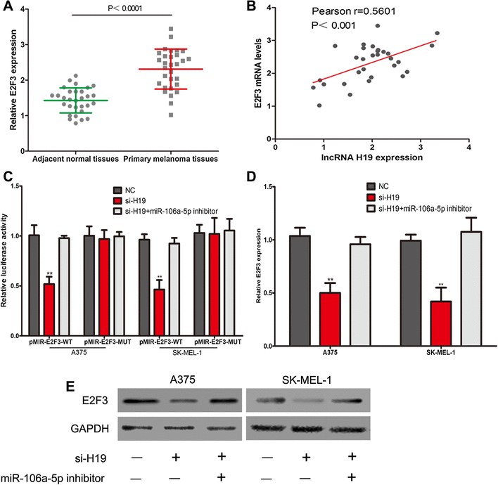 Long non-coding RNA H19 promotes glucose metabolism and 