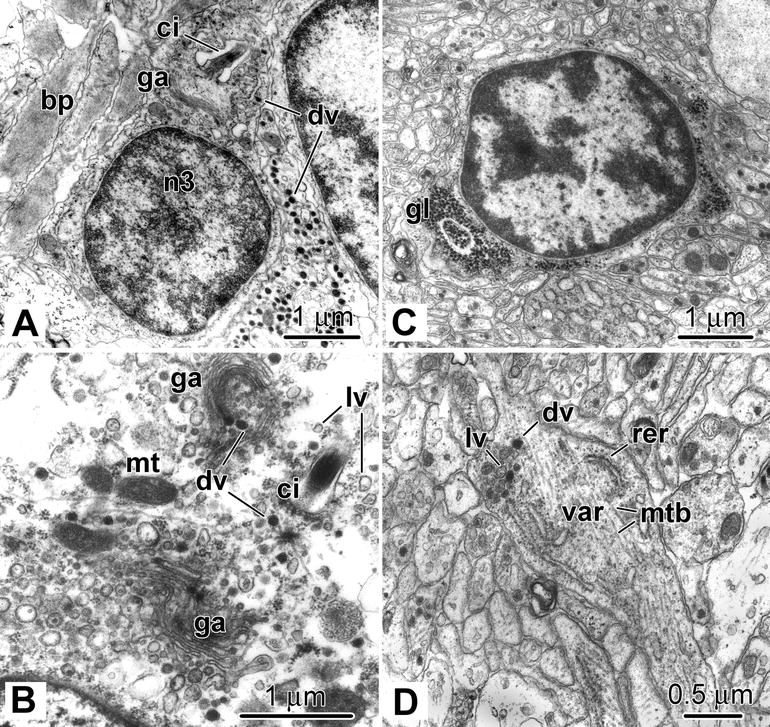 Ultrastructure of the circumoral nerve ring and the radial ...