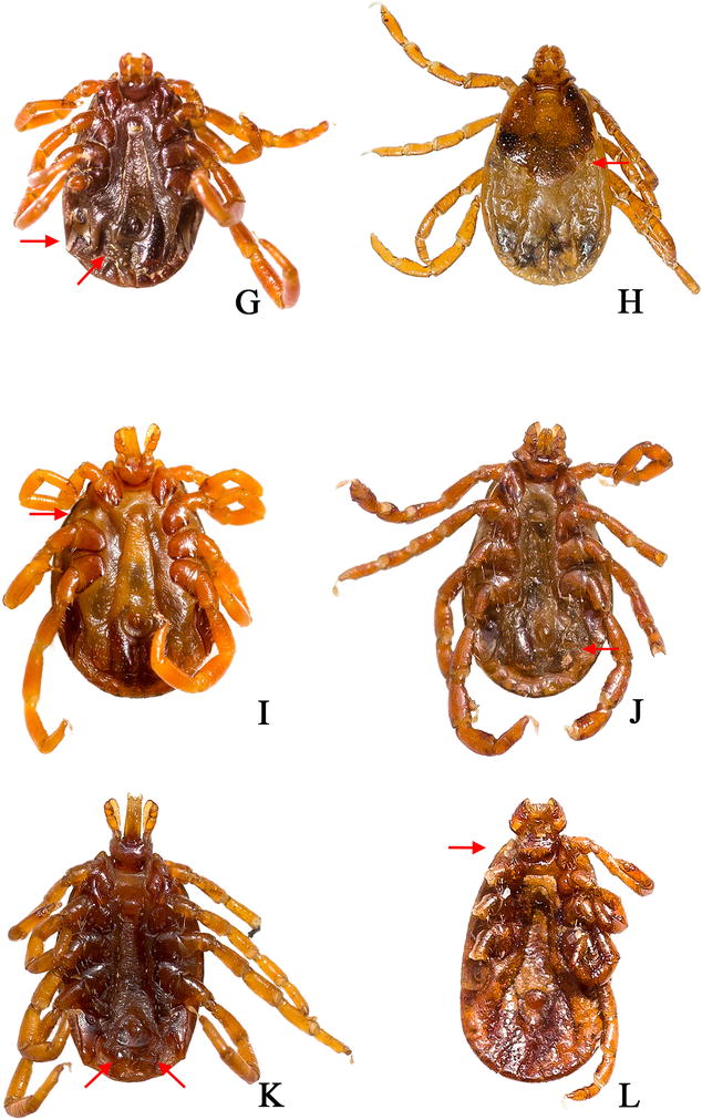 Morphological abnormalities in ticks (Acari Ixodidae) feeding on