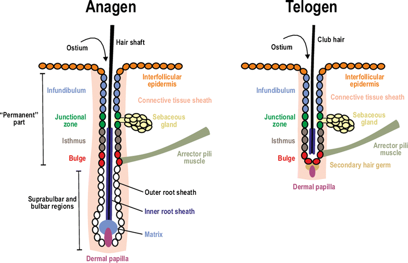 Deciphering the functions of the hair follicle infundibulum in skin
