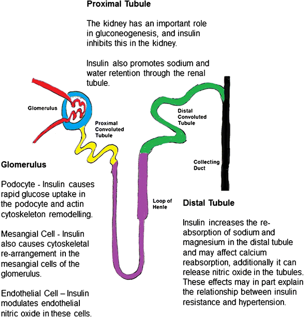 Paediatrics, insulin resistance and the kidney SpringerLink