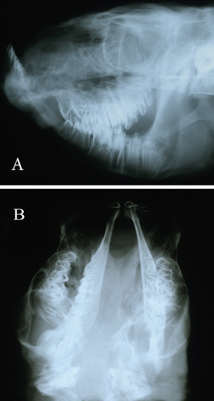 Bilateral cleft lip, jaw, and palate in a female Holstein calf ...