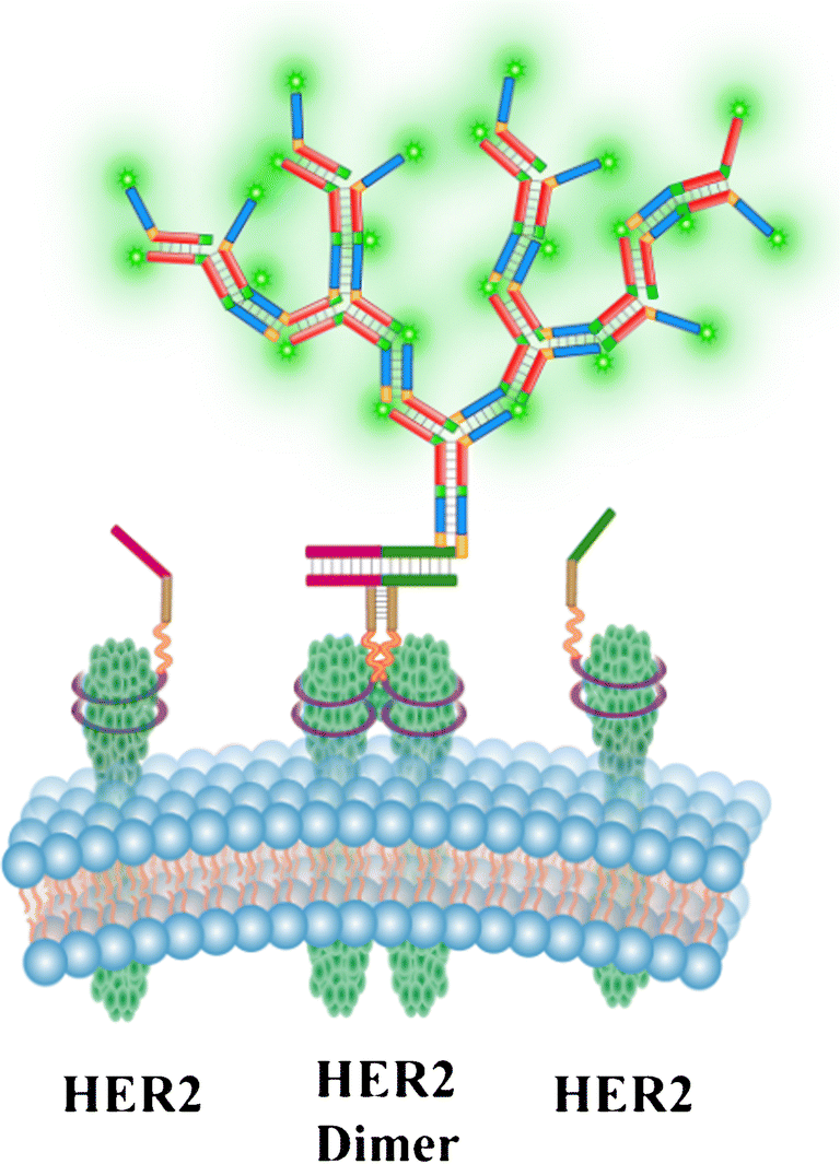 Amplified fluorescence imaging of HER2 dimerization on cancer cells by