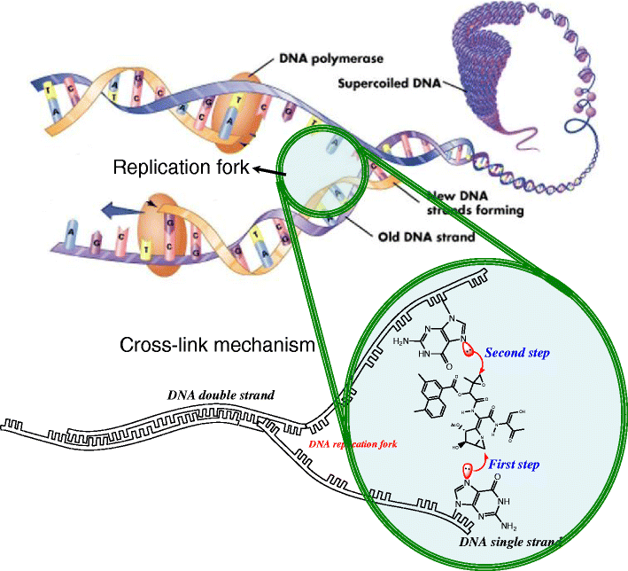 Sequence selectivity of azinomycin B in DNA alkylation and cross ...