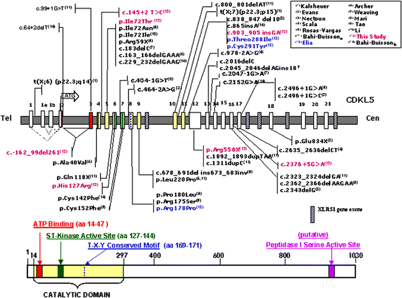 Novel mutations in the CDKL5 gene, predicted effects and associated