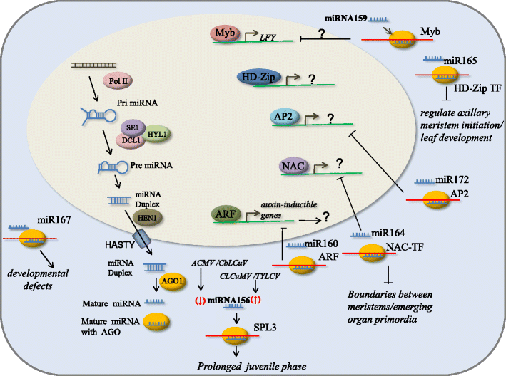 Involvement of host regulatory pathways during geminivirus infection: a ...