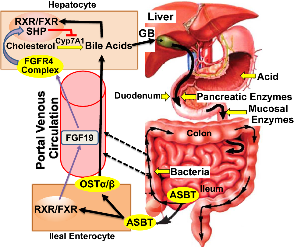 A 19F resonance imagingbased diagnostic test for bile acid
