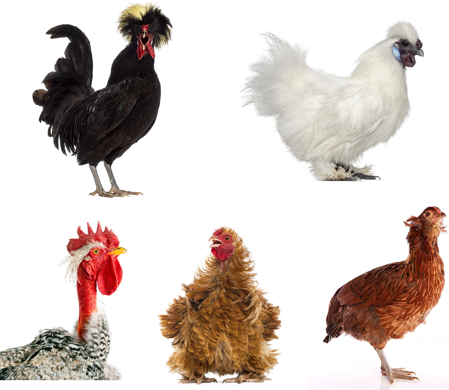 Genetic architecture of novel ornamental traits and the establishment ...