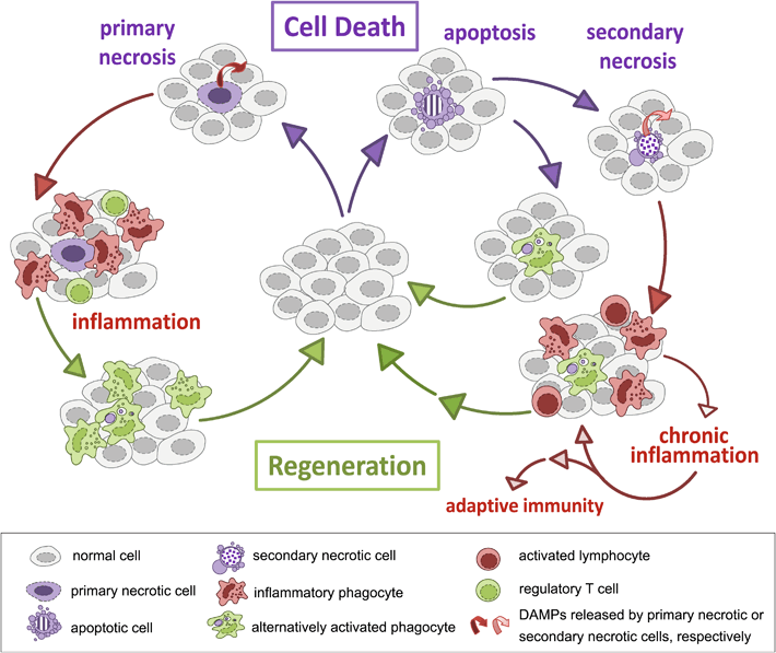 The Immune Response To Secondary Necrotic Cells | SpringerLink