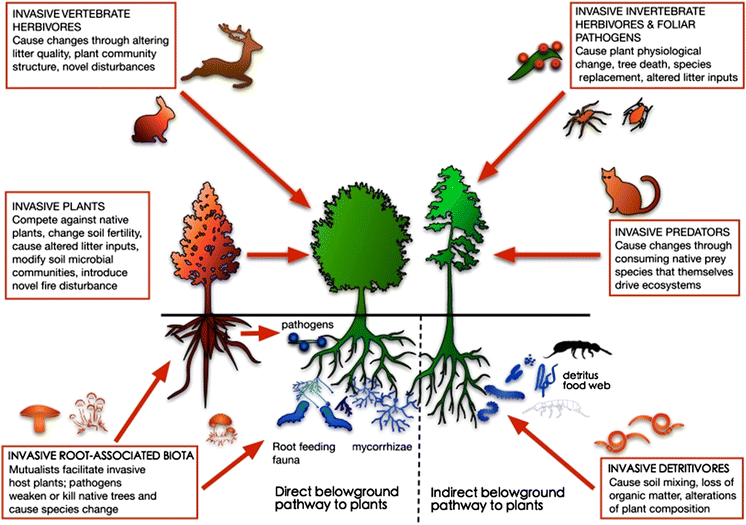 Impacts of invasive biota in forest ecosystems in an