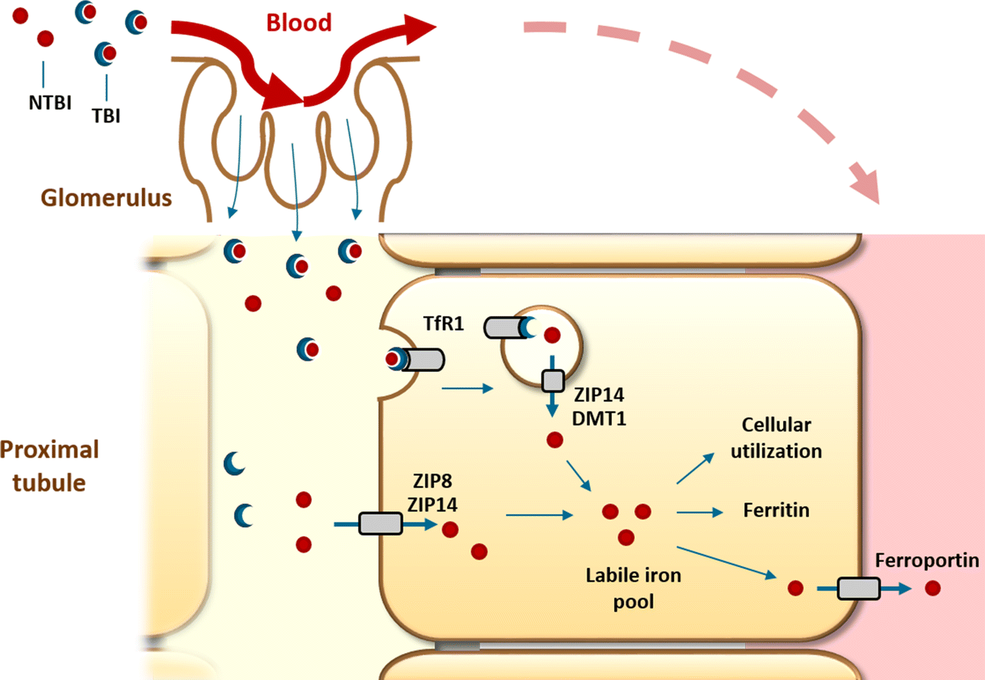 Iron uptake by ZIP8 and ZIP14 in human proximal tubular epithelial