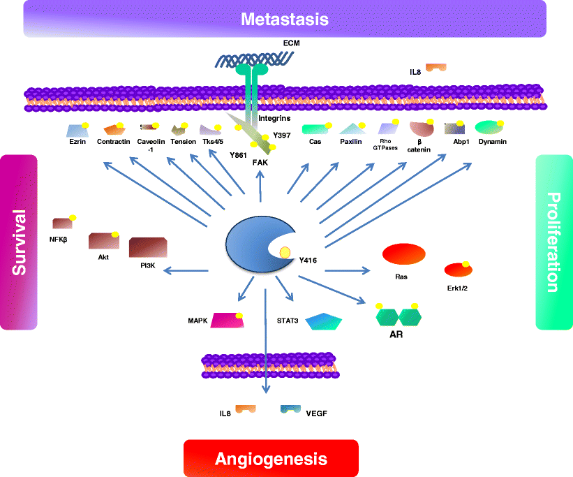 Src signaling pathways in prostate cancer SpringerLink