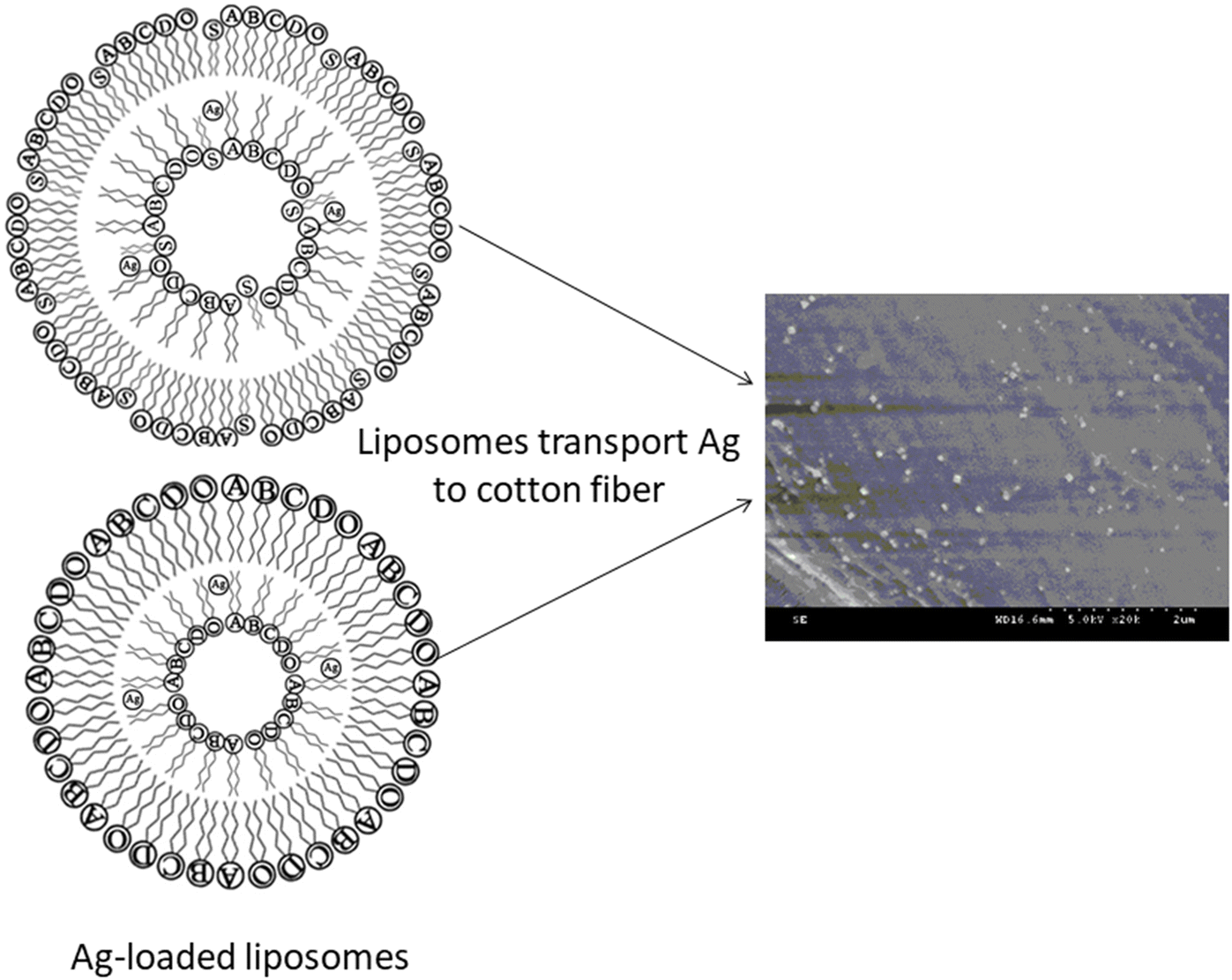 Study on antibacterial finishing of cotton fabric with silver