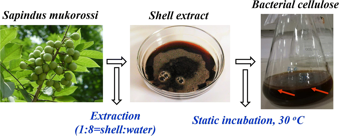 Ecofriendly green biosynthesis of bacterial cellulose by Komagataeibacter xylinus B21 using the