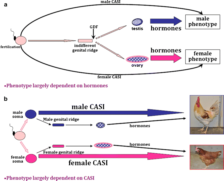 Evidence For Avian Cell Autonomous Sex Identity Casi And Implications For The Sex 