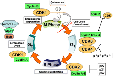 dependent kinase inhibitors as potential targeted anticancer Biology Diagrams