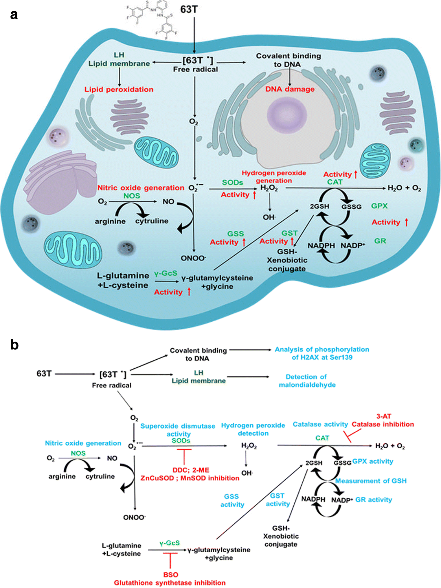The role of oxidative stress in 63 Tinduced cytotoxicity against human