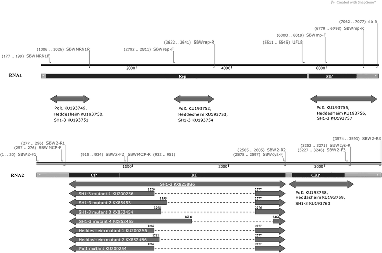 snapgene viewer asterisk snapgene viewer asterisk
