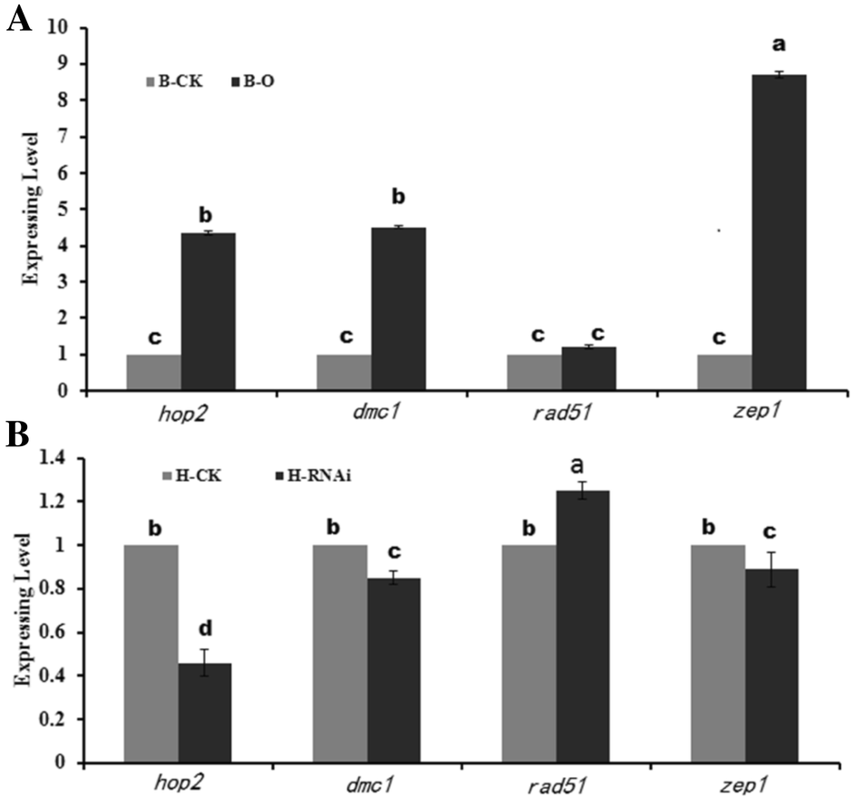 OsMND1 regulates early meiosis and improves the seed set rate in ...