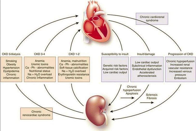 Chronic kidney disease and cardiovascular complications | SpringerLink