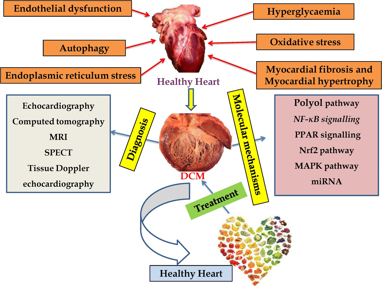 Diabetic cardiomyopathy molecular mechanisms, detrimental effects of