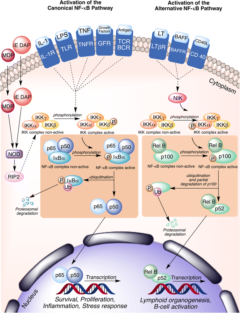 Antioxidant and antiinflammatory effects of zinc. Zincdependent NFκB