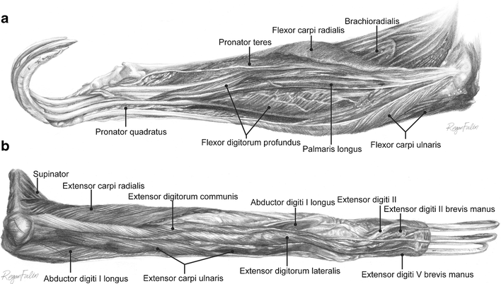 Architectural Properties of Sloth Forelimb Muscles (Pilosa ...