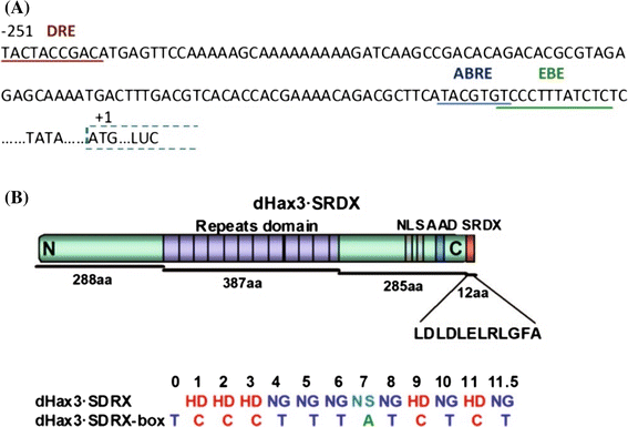 srdx domain srdx domain
