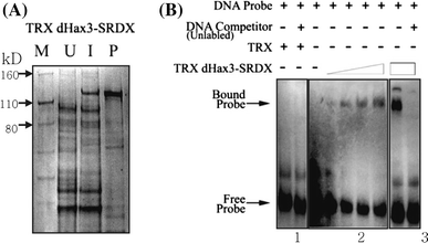 srdx repressor srdx repressor