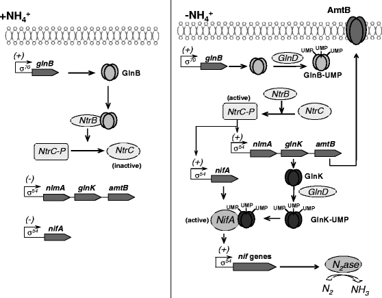 Nitrogen fixation control in Herbaspirillum seropedicae | SpringerLink