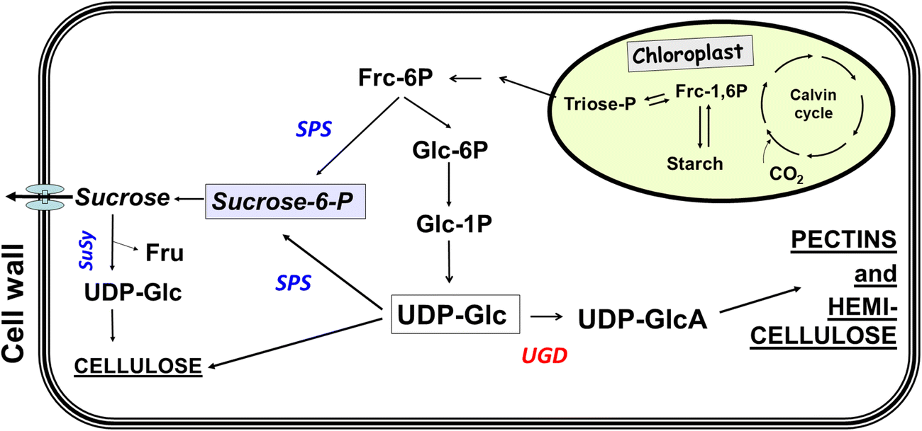 Arabidopsis MAP-Kinase 3 Phosphorylates UDP-Glucose Dehydrogenase: a
