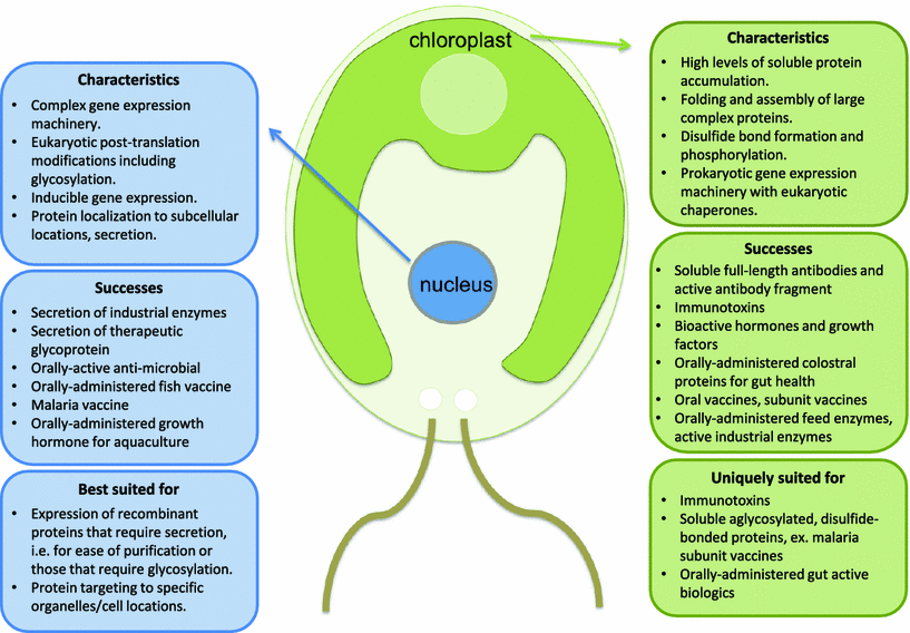 Photosynthetic biomanufacturing in green algae; production of
