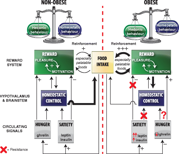 Hedonic and incentive signals for body weight control SpringerLink