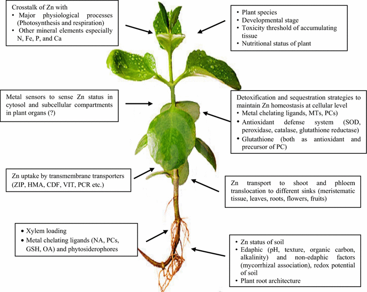 Mechanism of Zinc absorption in plants uptake, transport