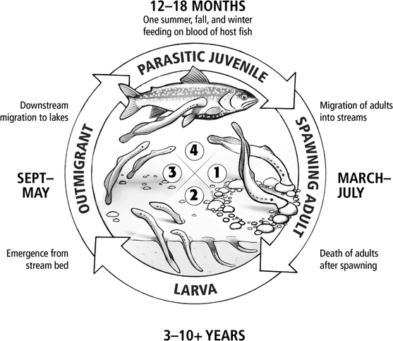 Population ecology of the sea lamprey ( Petromyzon marinus) as an ...
