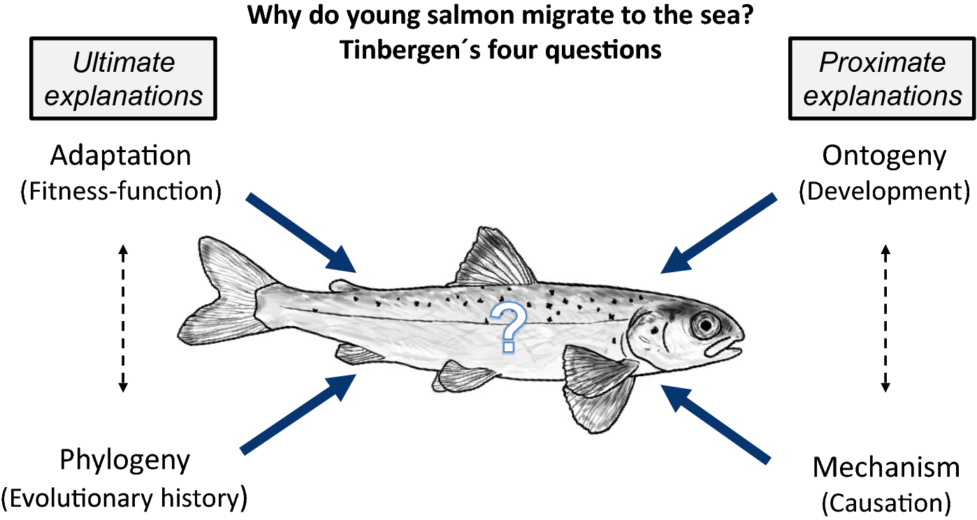 Studying Behavioural Variation In Salmonids From An Ecological ...