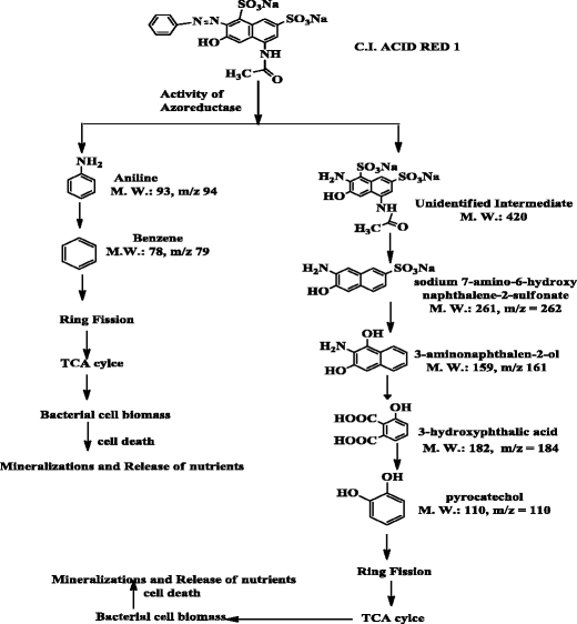Thesis dye degradation 07 image