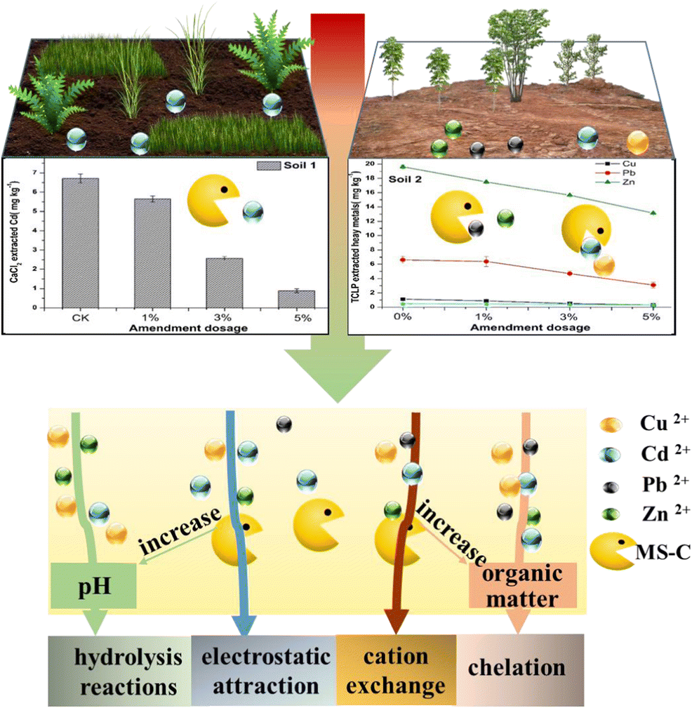 Immobilization of heavy metals in two contaminated soils using a modified magnesium silicate