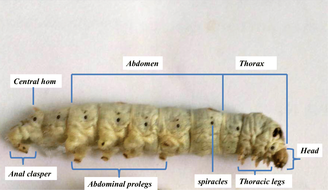 Silkworm, Bombyx mori, as an alternative model organism in
