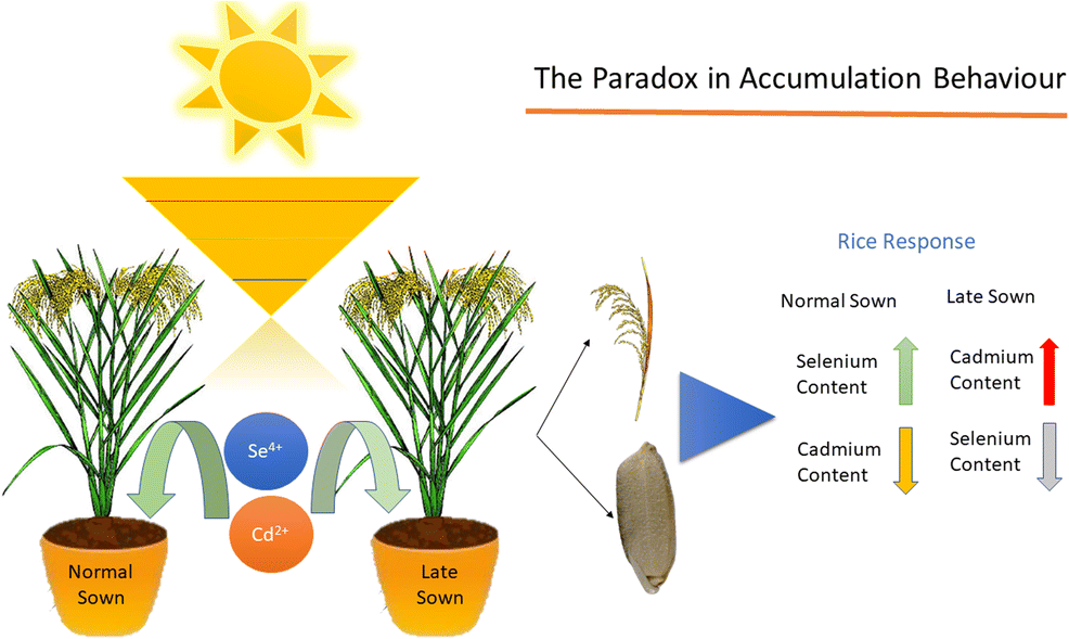 The paradox in accumulation behavior of cadmium and selenium at