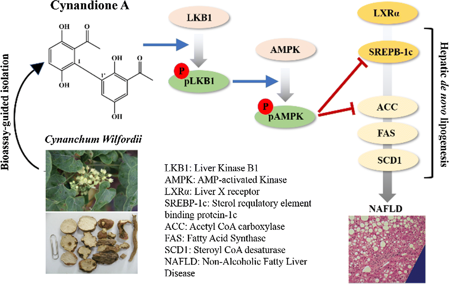 Cynandione A from Cynanchum wilfordii inhibits hepatic de novo ...